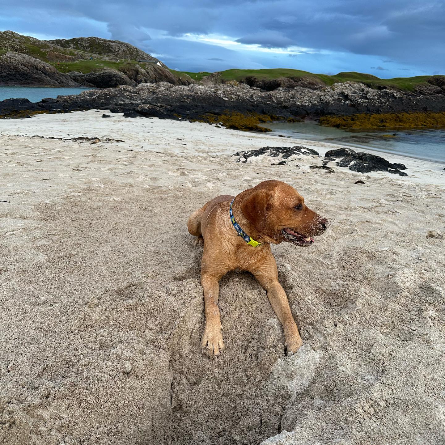 A brown dog lying on pale sand beside a rocky inlet.