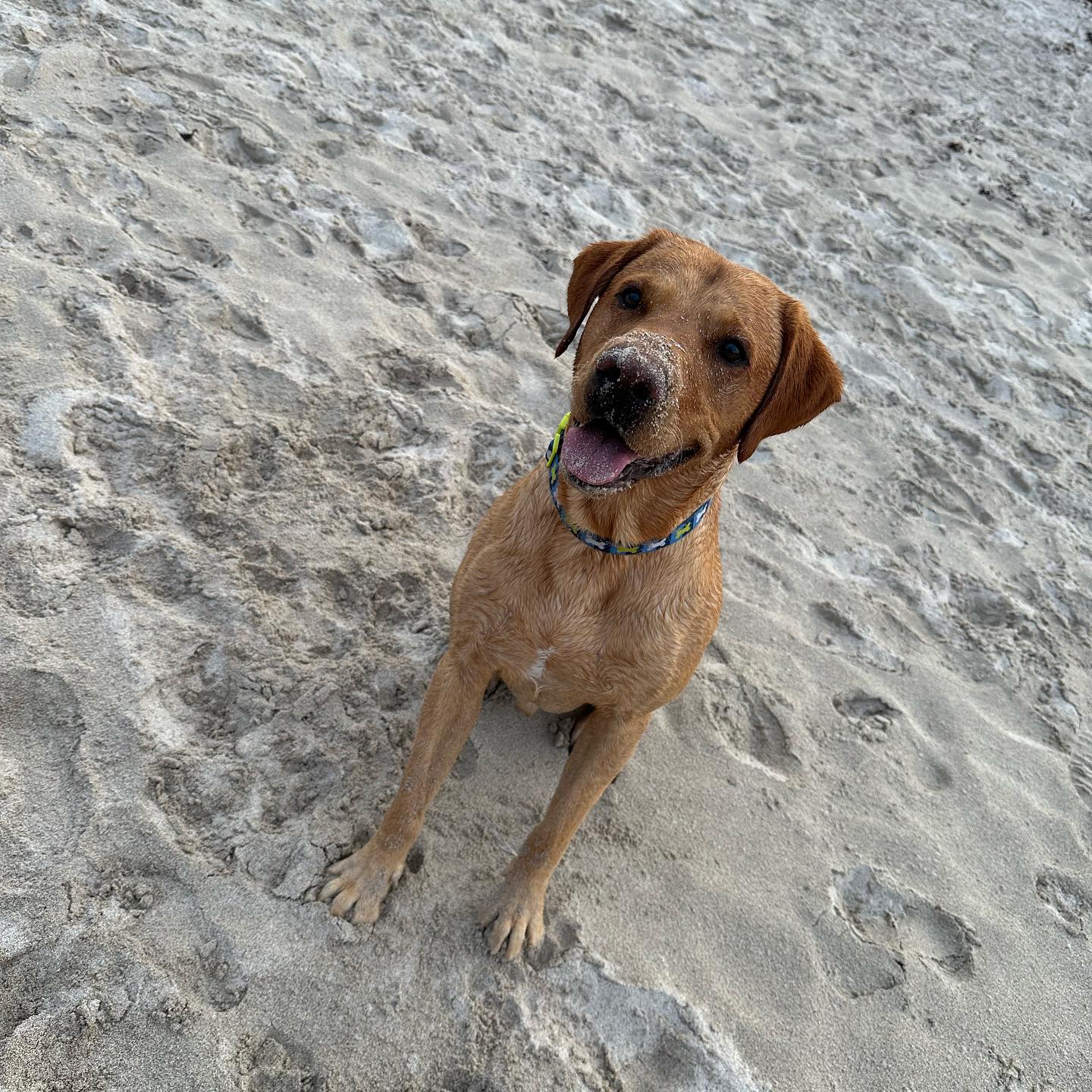 A brown dog sitting on the sand.