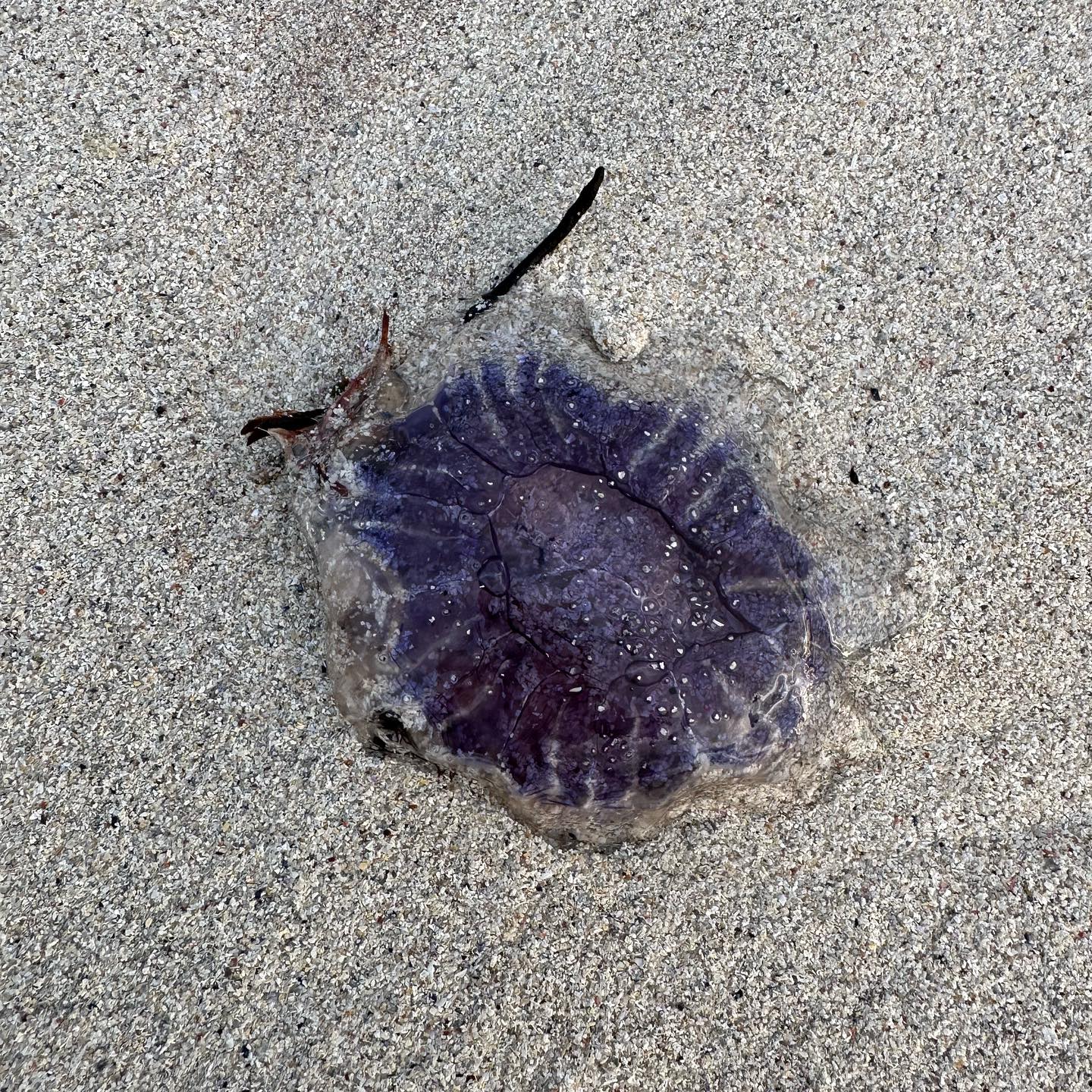 A purple jellyfish on the sand.