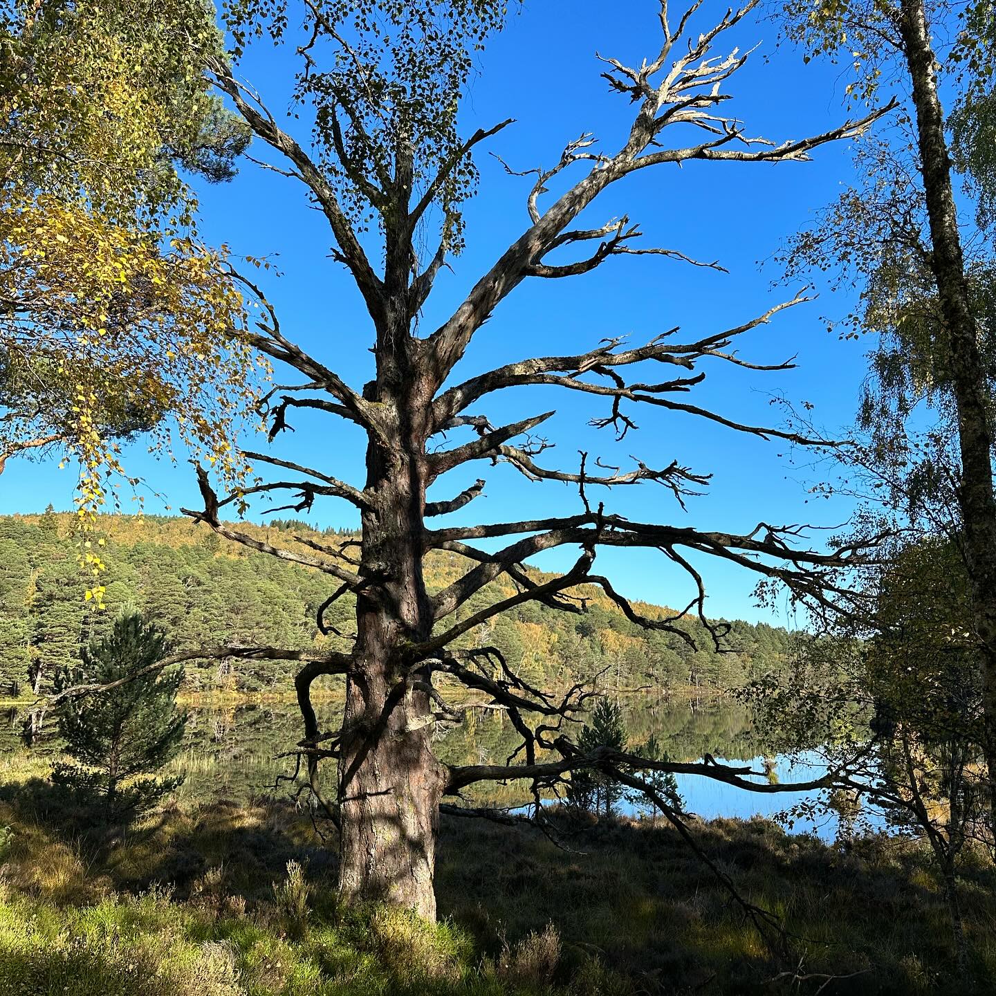 A bare-branched tree beside the loch under a blue sky.