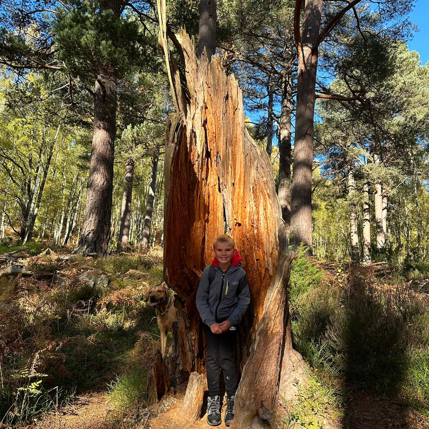 A person standing inside a hollow tree trunk in the woods.